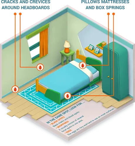 Bed Bug Hiding Places